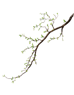 Branch Image