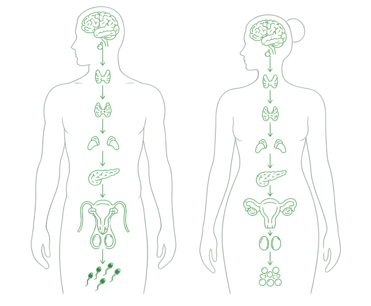 Hormonal system body illustration